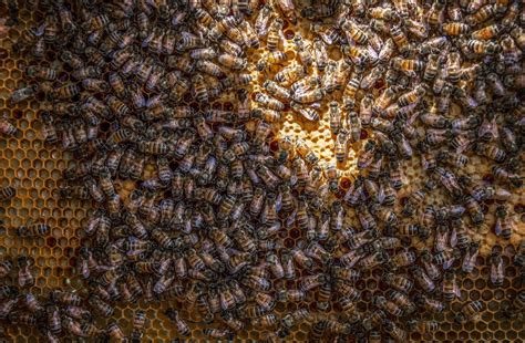 types of bees in philippines|The basics of beekeeping, part 1: Available honeybee species in the.